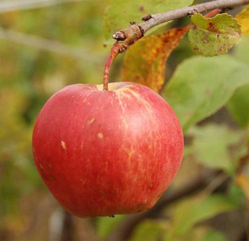 Яблоня медуница. Описание популярной яблони Медуница: характеристика сорта, особенности выращивания