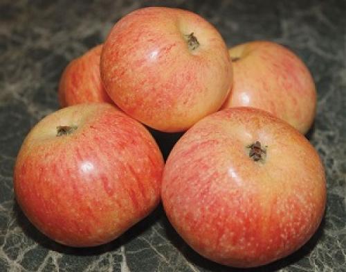Яблоня Конфетное на полукарликовом подвое. Яблоня Конфетное. Описание
