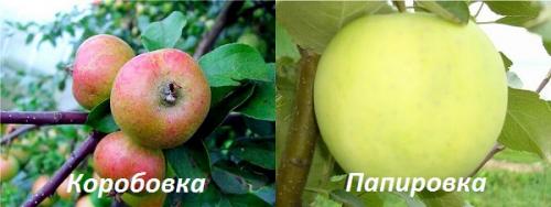 Яблоня Конфетное на полукарликовом подвое. Яблоня Конфетное. Описание