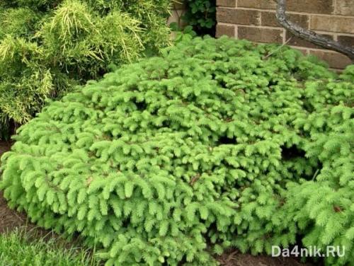 Лучшие декоративные деревья для сада. Хвойные деревья