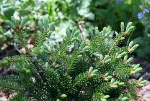 Декоративные цветущие деревья для сада. Какие красивые декоративные деревья посадить на участке, вдоль забора и перед домом?