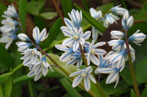 Многолетние цветы и кустарники для дачи. 50 самых неприхотливых цветов для дачи: многолетники и однолетние для ленивых и работяг