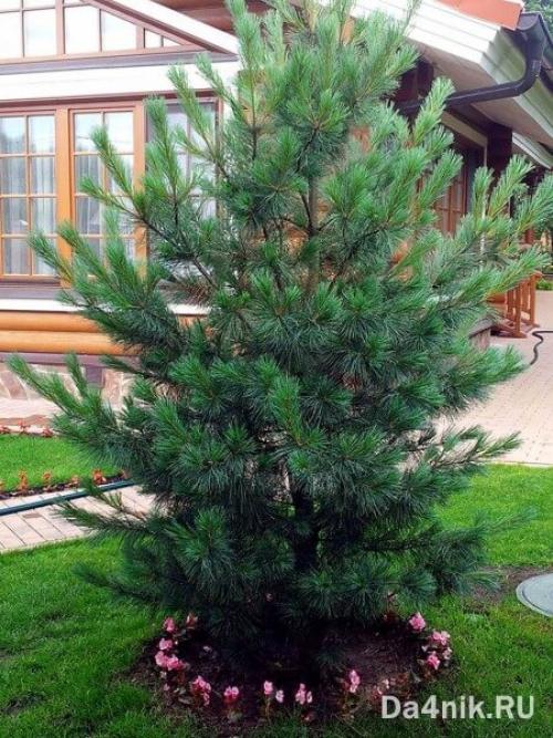 Лучшие декоративные деревья для сада. Хвойные деревья