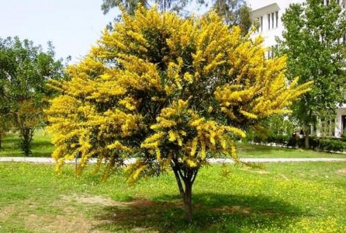 Лучшие декоративные деревья для сада. Хвойные деревья 34