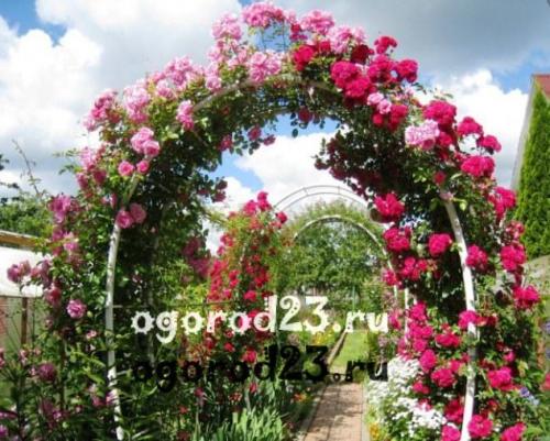 Лучшие декоративные кустарники для дачи. Как красиво посадить декоративные кустарники: основные критерии размещения