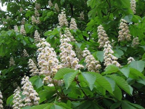 Лучшие декоративные деревья для сада. Хвойные деревья 35