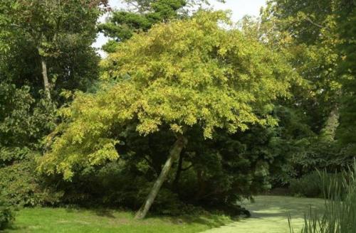 Лучшие декоративные деревья для сада. Хвойные деревья 36