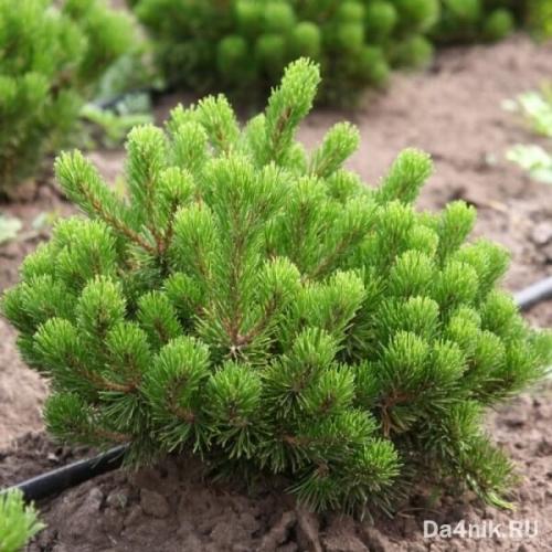 Лучшие декоративные деревья для сада. Хвойные деревья