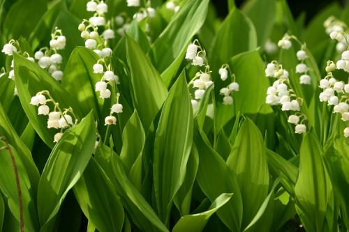 Многолетние цветы и кустарники для дачи. 50 самых неприхотливых цветов для дачи: многолетники и однолетние для ленивых и работяг