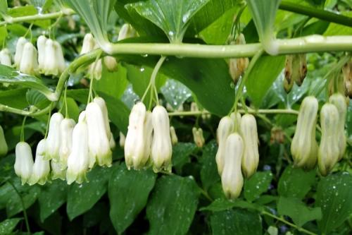 Многолетние цветы и кустарники для дачи. 50 самых неприхотливых цветов для дачи: многолетники и однолетние для ленивых и работяг