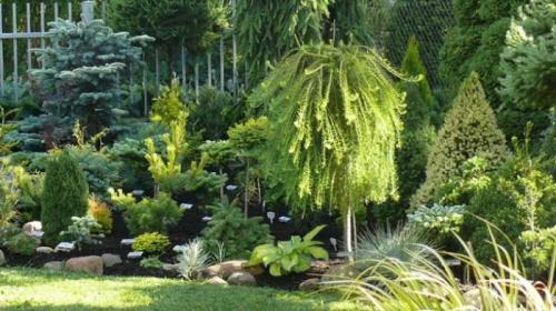 Декоративные цветущие деревья для сада. Какие красивые декоративные деревья посадить на участке, вдоль забора и перед домом?