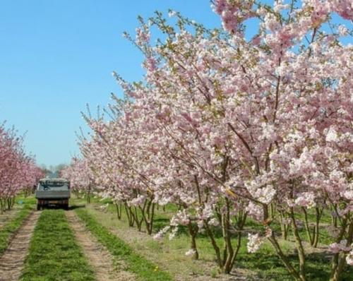 Декоративные цветущие деревья для сада. Какие красивые декоративные деревья посадить на участке, вдоль забора и перед домом?