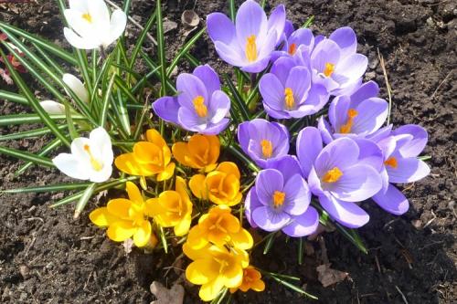 Многолетние цветы и кустарники для дачи. 50 самых неприхотливых цветов для дачи: многолетники и однолетние для ленивых и работяг