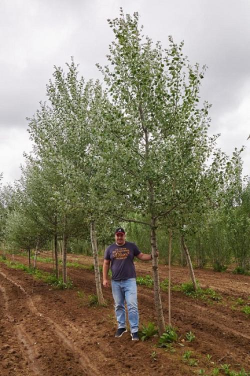 Красивые деревья для двора. Быстрорастущие деревья для дачи