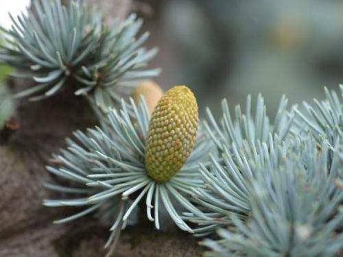 Декоративные цветущие деревья для сада. Какие красивые декоративные деревья посадить на участке, вдоль забора и перед домом?