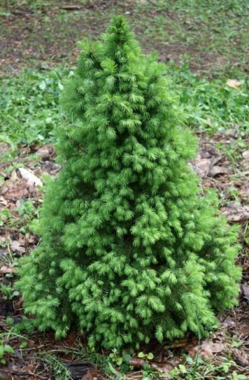 Лучшие декоративные деревья для сада. Хвойные деревья