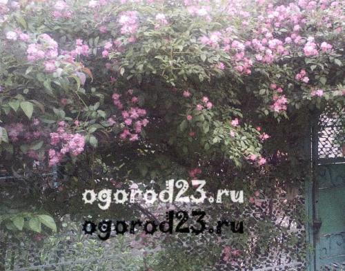 Лучшие декоративные кустарники для дачи. Как красиво посадить декоративные кустарники: основные критерии размещения