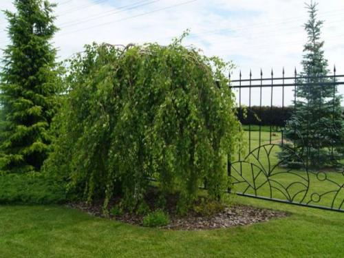 Лучшие декоративные деревья для сада. Хвойные деревья 32