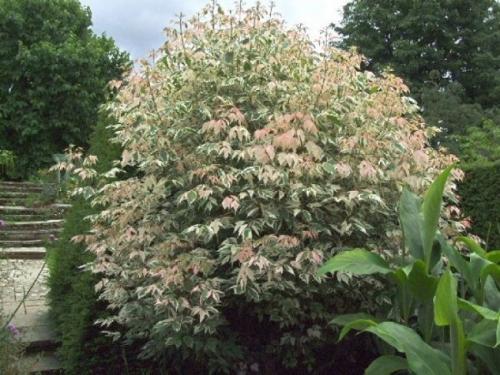 Красивые деревья для двора. Быстрорастущие деревья для дачи