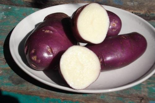 Сорта картофеля с белой мякотью. Мечта гурмана: 10 сортов рассыпчатого картофеля с белой и желтой мякотью