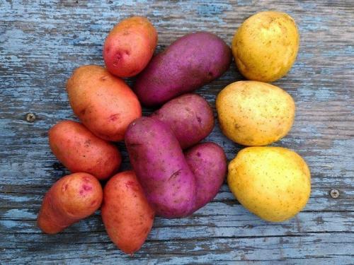 Сорта картофеля с белой мякотью. Мечта гурмана: 10 сортов рассыпчатого картофеля с белой и желтой мякотью