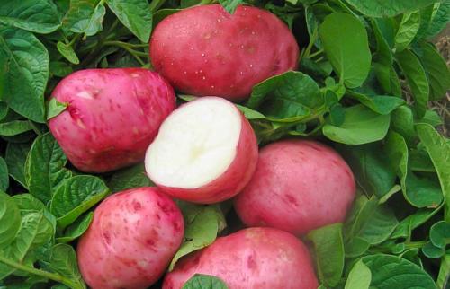 Самая вкусная картошка с желтой мякотью сорта. Гид по сортам желтого картофеля