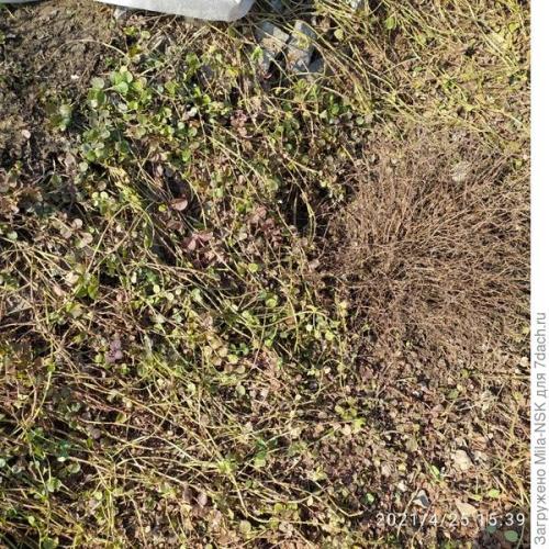 Как ухаживать за почвопокровными цветами в течение сезона. Расчешите мне косы, пожалуйста, или Уход за почвопокровниками весной