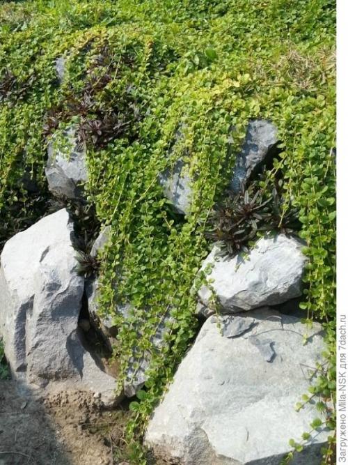 Как ухаживать за почвопокровными цветами в течение сезона. Расчешите мне косы, пожалуйста, или Уход за почвопокровниками весной