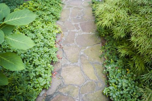 Какие почвопокровные цветы лучше всего растут в тени. Что посадить в тени вместо газона? Все гениальное просто