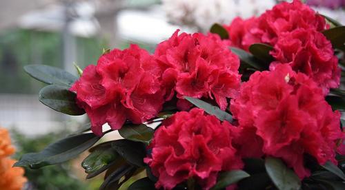 Декоративный цветущий кустарник рододендрон. Рододендрон виды и сорта 07 Декоративный цветущий кустарник рододендрон. Рододендрон виды и сорта 07