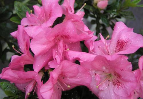 Декоративный цветущий кустарник рододендрон. Рододендрон виды и сорта 01