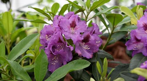 Декоративный цветущий кустарник рододендрон. Рододендрон виды и сорта 04 Декоративный цветущий кустарник рододендрон. Рододендрон виды и сорта 04