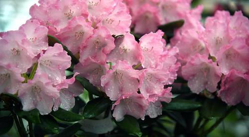 Декоративный цветущий кустарник рододендрон. Рододендрон виды и сорта 06 Декоративный цветущий кустарник рододендрон. Рододендрон виды и сорта 06