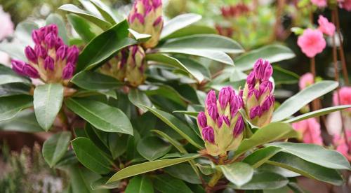 Декоративный цветущий кустарник рододендрон. Рододендрон виды и сорта 05 Декоративный цветущий кустарник рододендрон. Рододендрон виды и сорта 05