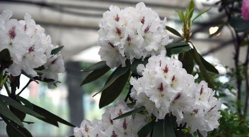 Декоративный цветущий кустарник рододендрон. Рододендрон виды и сорта 08 Декоративный цветущий кустарник рододендрон. Рододендрон виды и сорта 08