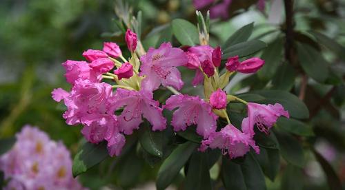 Декоративный цветущий кустарник рододендрон. Рододендрон виды и сорта 03 Декоративный цветущий кустарник рододендрон. Рододендрон виды и сорта 03