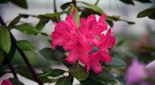 Декоративный цветущий кустарник рододендрон. Рододендрон виды и сорта 09 Декоративный цветущий кустарник рододендрон. Рододендрон виды и сорта 09