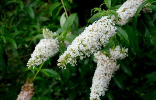 Цветущие кустарники многолетники каталог. 49 зимостойких многолетних декоративных кустарников, цветущих все лето