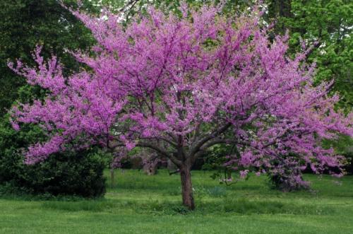 Цветущие деревья для сада. 15 цветущих деревьев и кустарников, которые поразят своей красотой