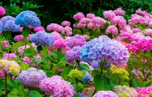 Декоративные цветущие кустарники каталог. 49 зимостойких многолетних декоративных кустарников, цветущих все лето