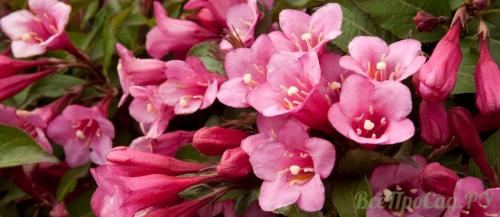 Декоративные кустарники для клумбы. Декоративные кустарники для дачи: 26 цветущих против 12 лиственных