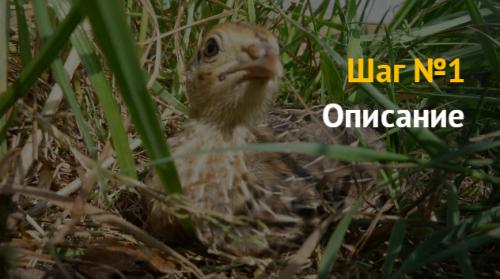 Выращивание перепелов, как бизнес. Преимущества бизнеса