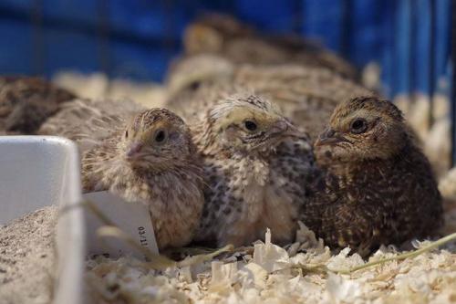 Содержание перепелов зимой. Оптимальный температурный режим содержания перепелов