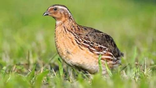 Сколько нужно перепелов для семьи. Плюсы и минусы разведения перепелов