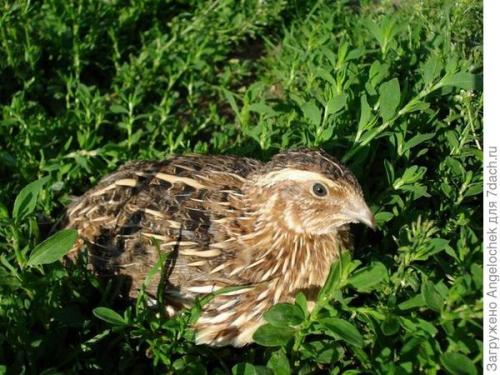 Содержание перепелов на улице. Разводим перепелов на даче. Част. 