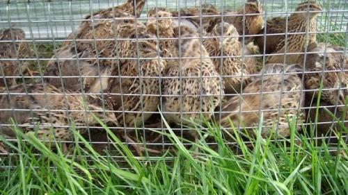 Содержание и разведение перепелов в домашних условиях. Разведение и содержание перепелов 01