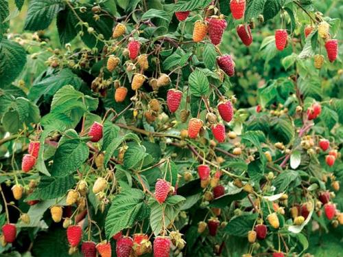 Новые сорта ремонтантной малины. Описание лучших сортов ремонтантной малины с фото