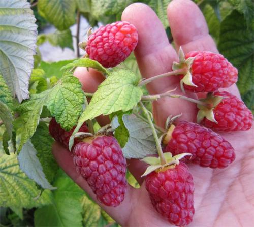 Новые сорта ремонтантной малины. Описание лучших сортов ремонтантной малины с фото