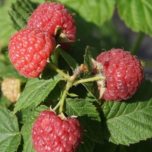 Самые ранние сорта ремонтантной малины. Подмосковье