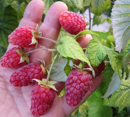 Описание сортов малины ремонтантной. Описание лучших сортов малины (фото и видео) 03